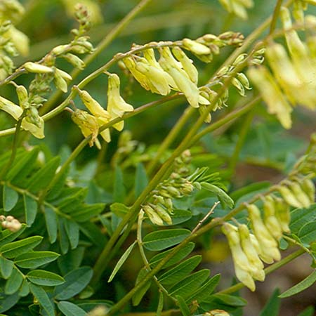 Driedherbsonline Astragalus herb has more and more growing interest about it every day for its anti-aging effects.